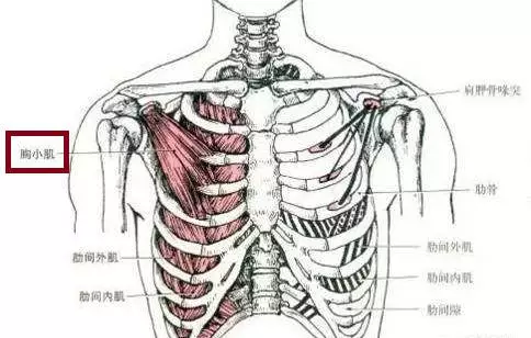 翼状肩胛肌肉图片
