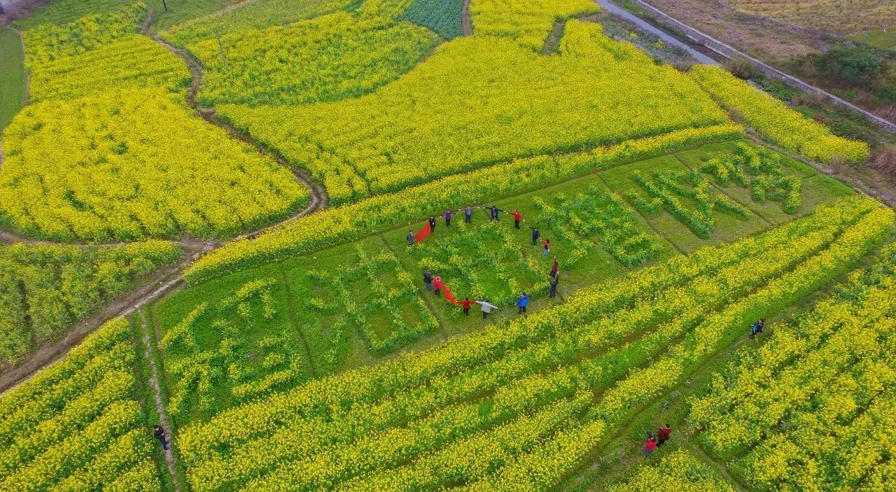 柳州市周边油菜花图片