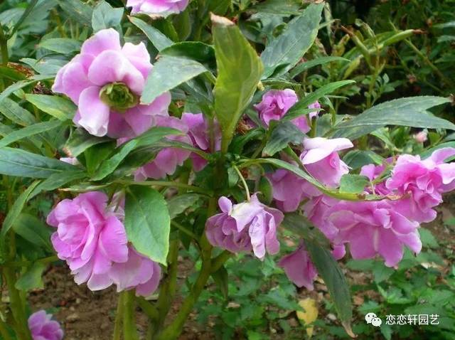 除了中國鳳仙花,還有茶花鳳仙,是鳳仙花科鳳仙花屬草本植物,開花比較