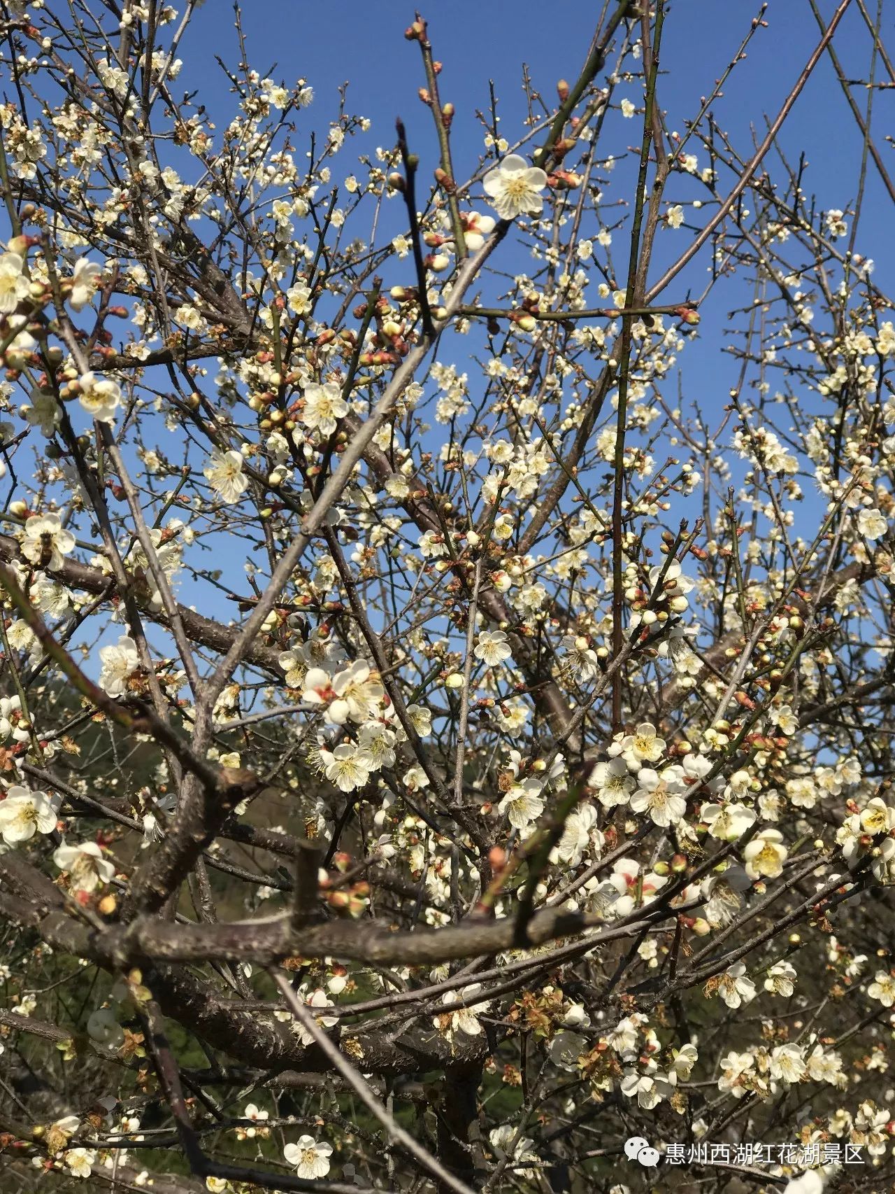 這裡的梅花已開成一片