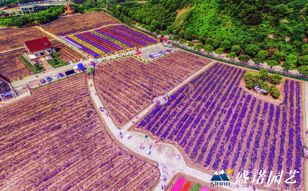 花海景觀策劃設計工程施工花海小苗種苗基地花海定製養護技術方案