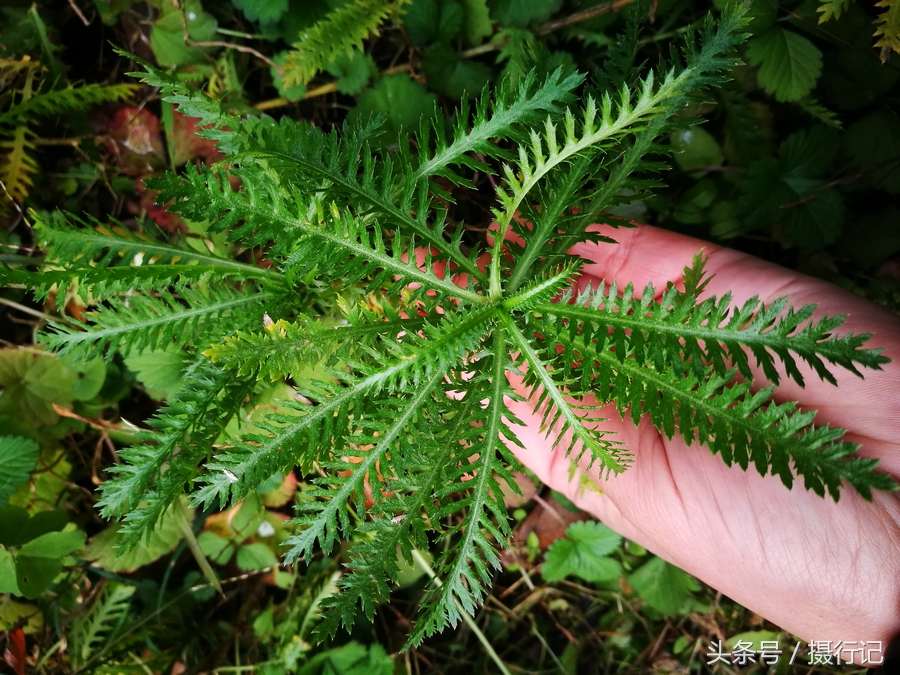 這植物是蒿屬中的一種還是一味中藥對治蛇傷特有效您認識嗎