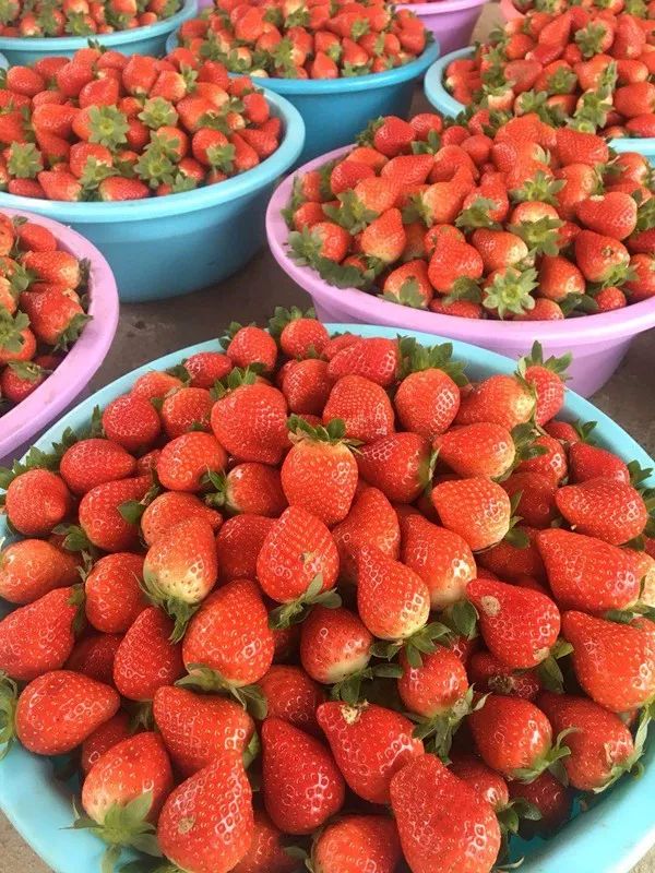 旅游 正文 距离市区半个多小时的车程 有一大片草莓园已经熟啦 还能