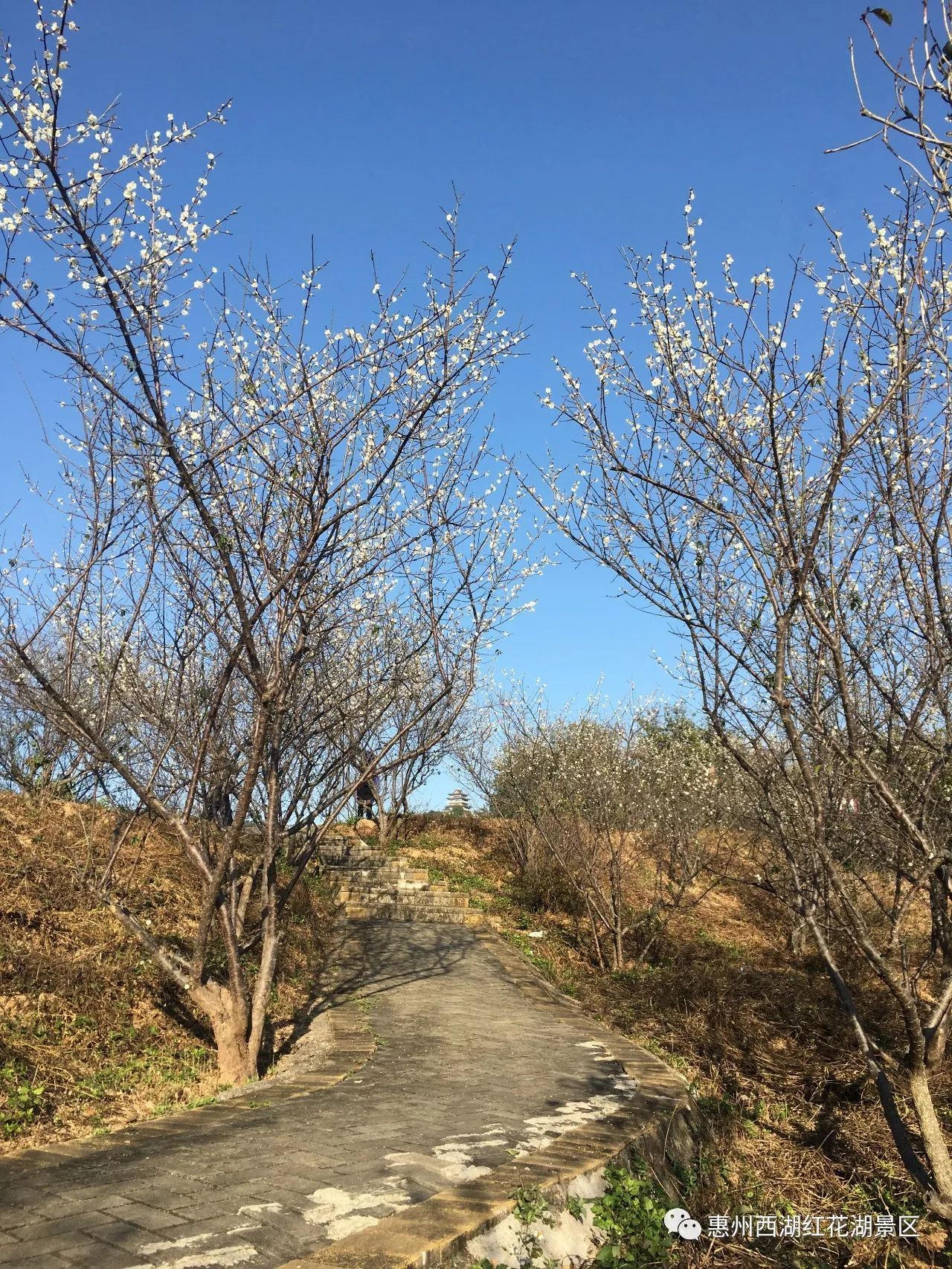 這裡的梅花已開成一片香雪海