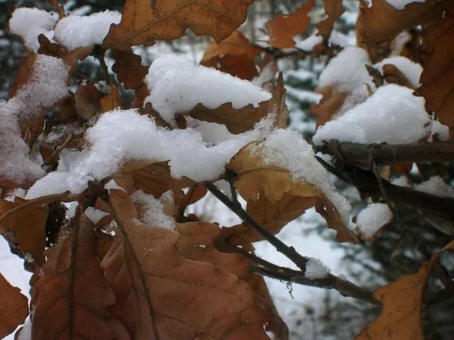 胧月照雪图片