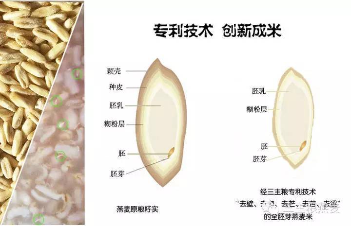 水稻胚乳图片