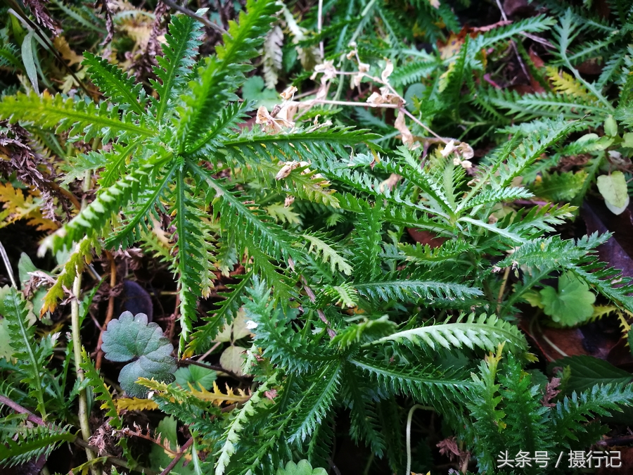 但形狀卻不像蒿子,它還是一味中藥,對治療蛇傷有很好的療效,您可認識?