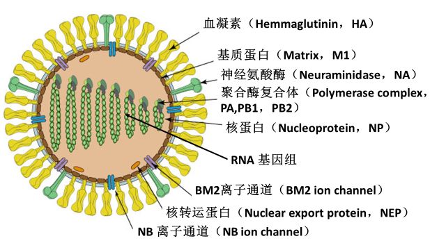 b型流感病毒的结构(图片来源于网络)