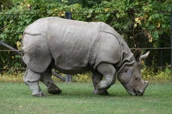 世界上最可怕的25類動物第1位竟然是它