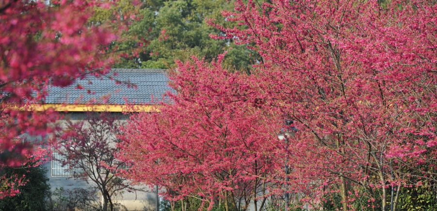 凤凰沟梅花节图片