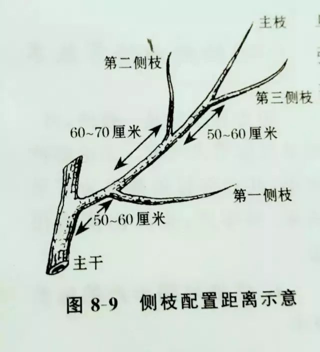 梨树树形结构图图片