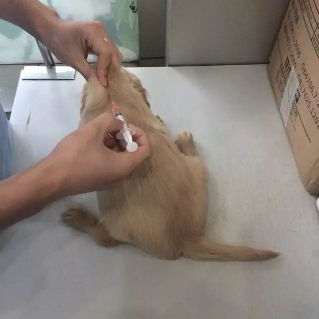 狗狗打疫苗部位图解图片