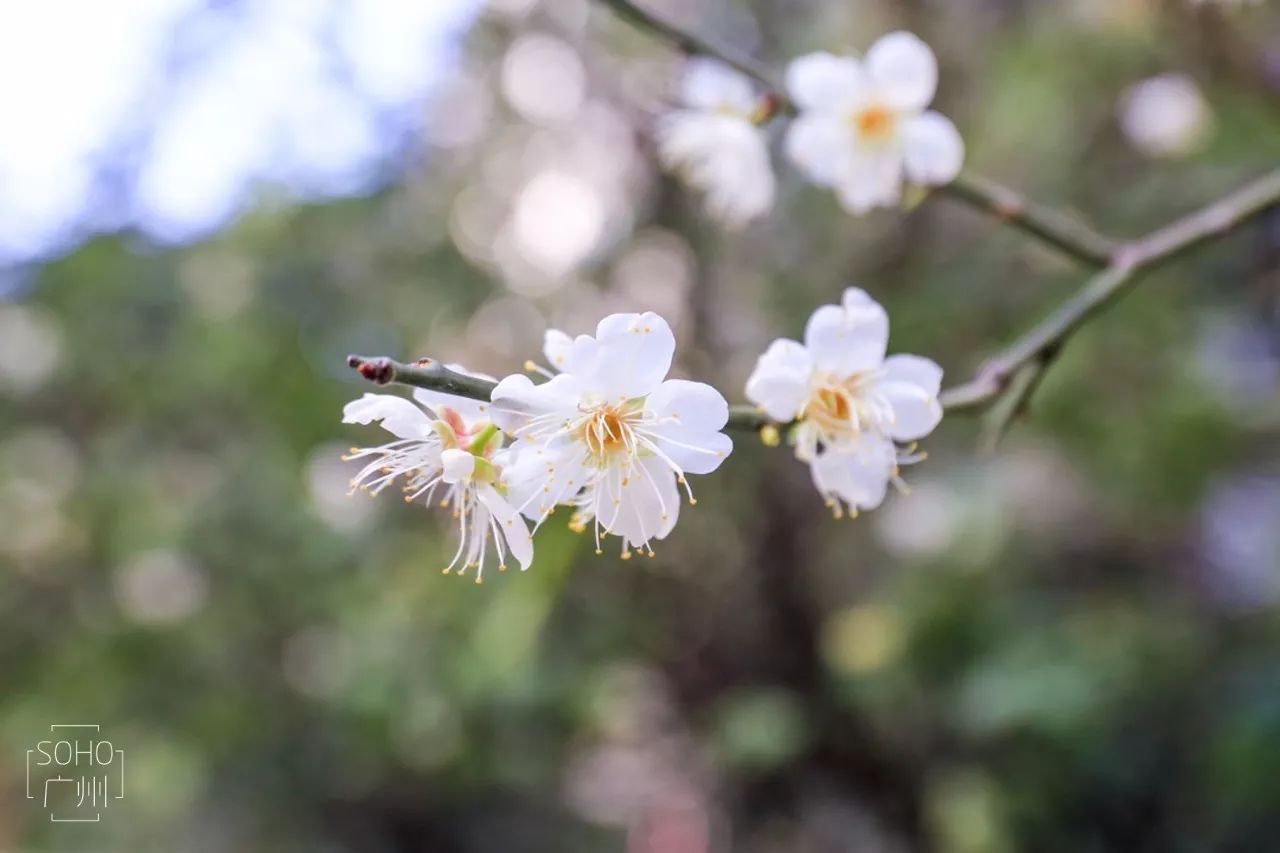 梅花傲骨與這裡老幹部居住地自成一派, 清冷傲氣!