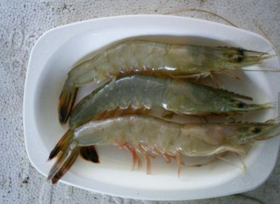 常吃虾的种类及图片图片