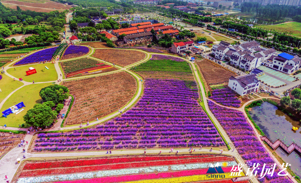 花海景觀策劃設計工程施工花海小苗種苗基地花海定製養護技術方案