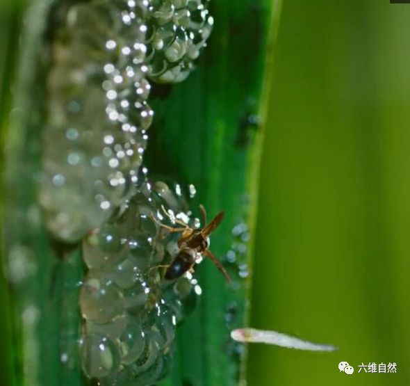 青蛙卵被大黄蜂发现只能被吞有些蛙卵竟会自动孵化成蝌蚪逃生