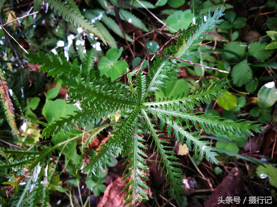 這植物是蒿屬中的一種還是一味中藥對治蛇傷特有效您認識嗎