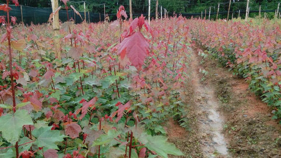 濮陽美國紅楓苗紅楓樹紅楓基地_夏日紅楓品種介紹