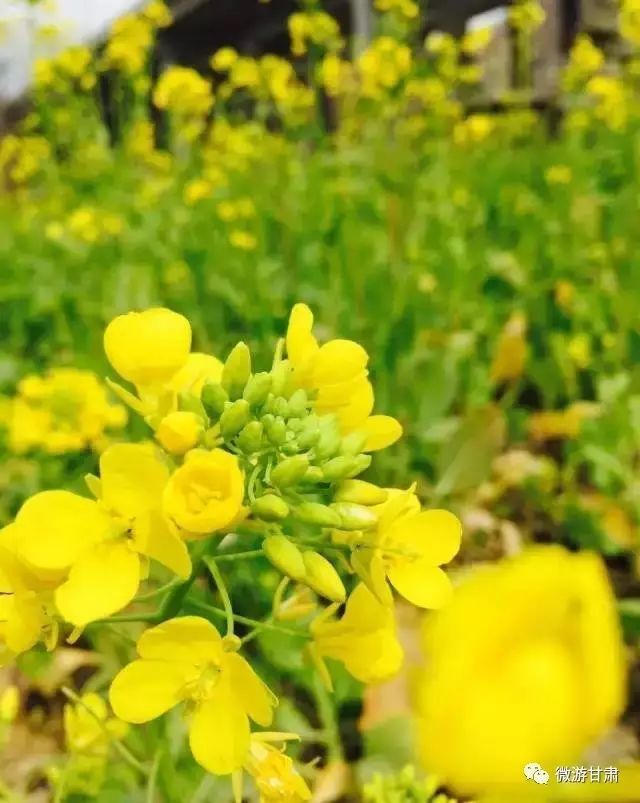 文县碧口镇油菜花图片