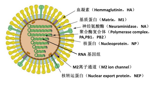 流感病毒形态图片