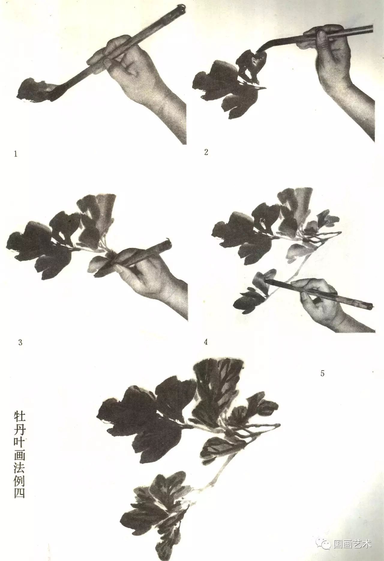 图文教程牡丹叶的画法示范