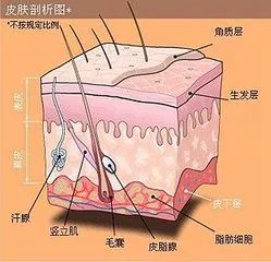 生发层细胞图片