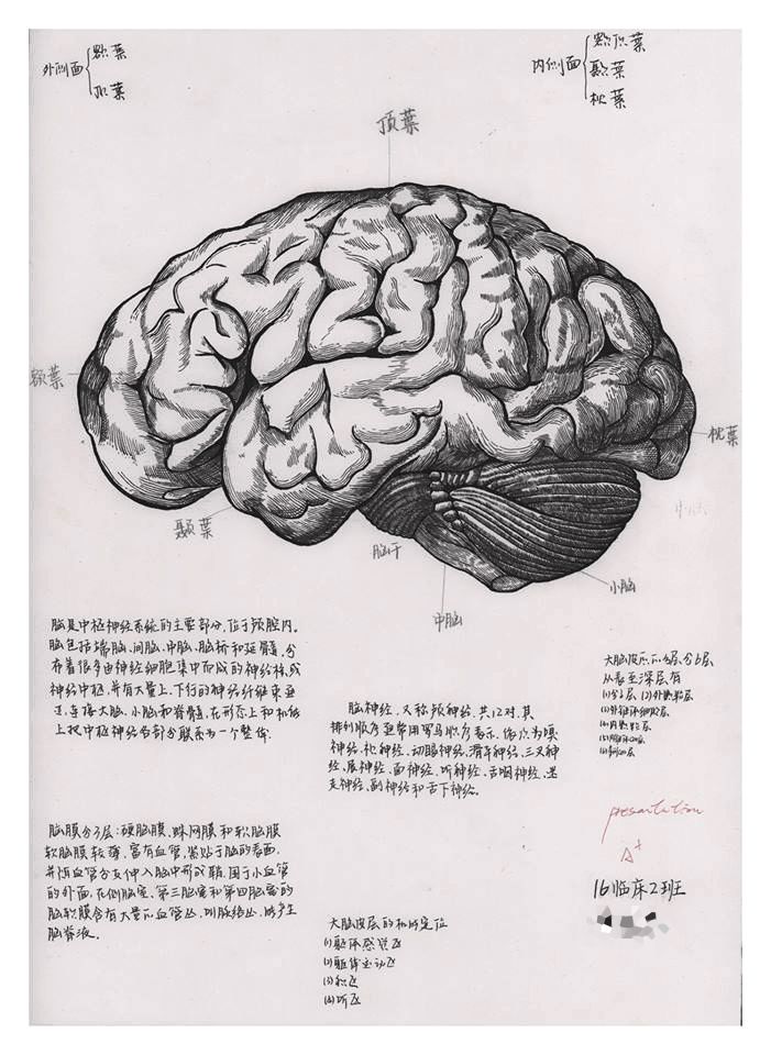 太帥了這是我見過的最牛的全手繪解剖圖