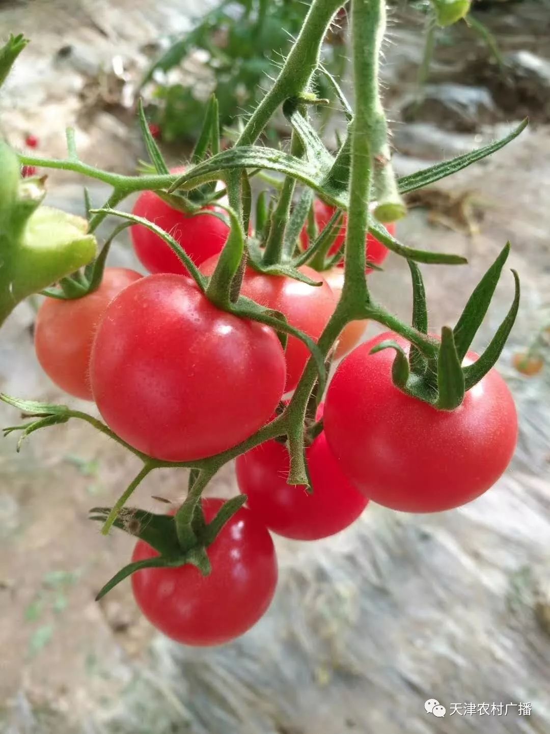天津静海西红柿图片