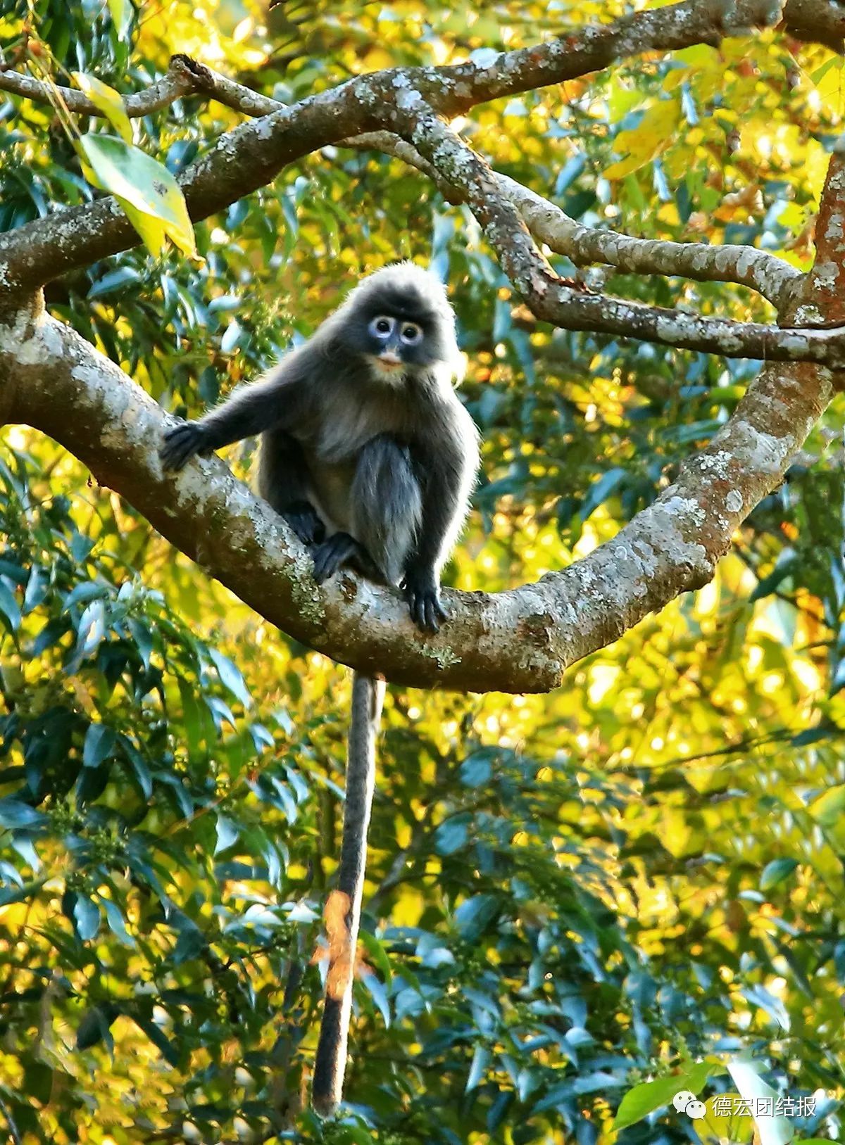 【镜语德宏】德宏发现全国最大种群菲氏叶猴