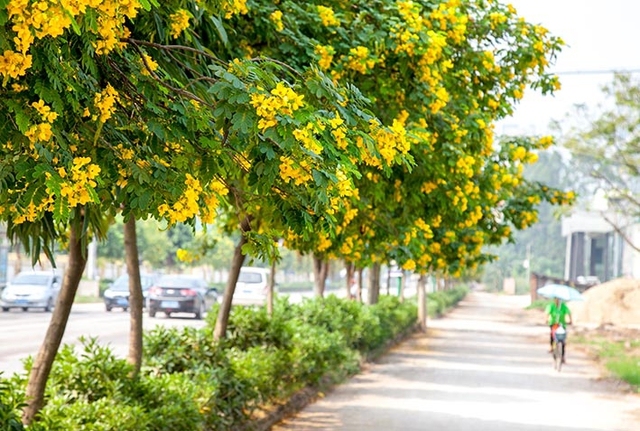 【每日一花】黄槐决明,开花时满树黄花!