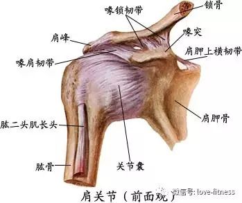 体育 正文 肩关节可以说是个既复杂又脆弱的关节