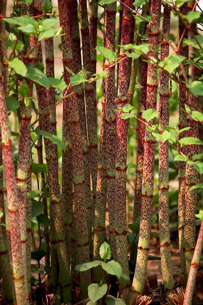 龙岩这60种野果野菜你吃过几样