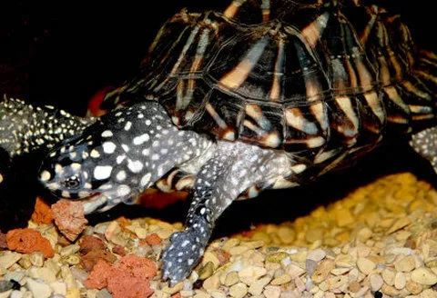 斑点池龟 就是不一般