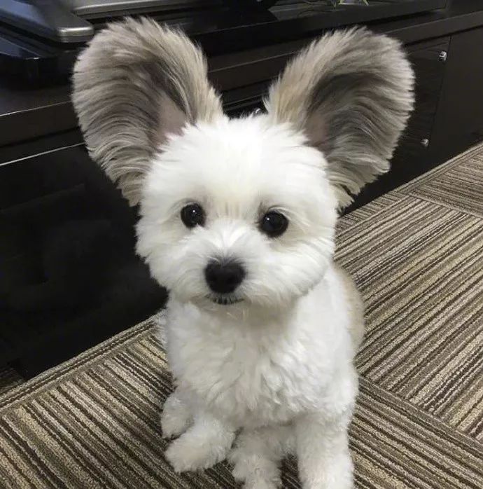 大耳朵狗的品种图片