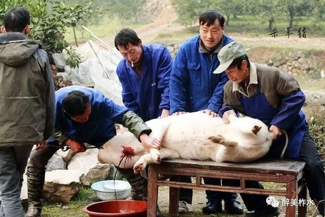 农村杀年猪全过程图片