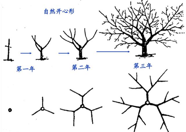 小花椒树怎样修剪图片