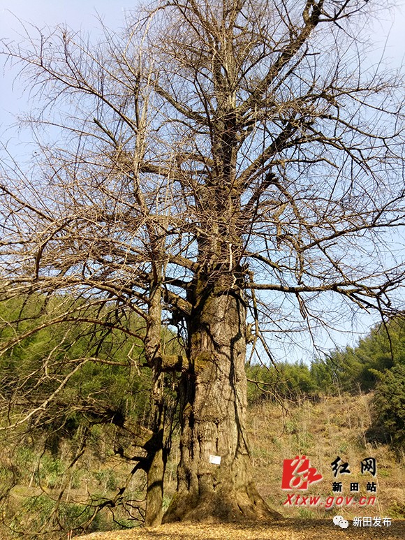 新田這一風景被評為