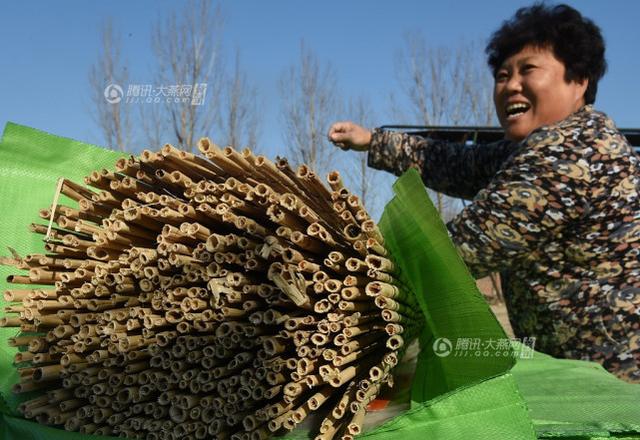 河北沧州任丘市七间房乡梁沟村李建光的芦苇篱笆加工点,农民在打包