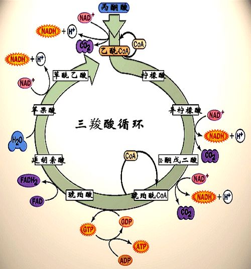 柠檬酸循环过程图图片
