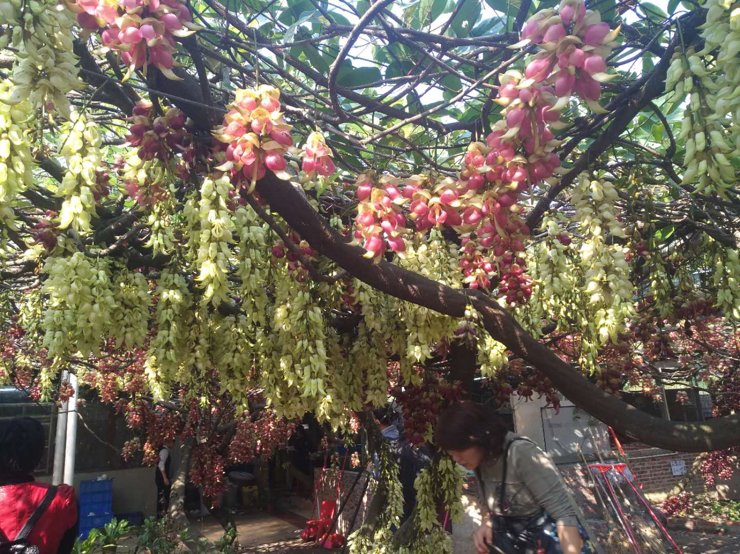 清远市禾雀花基地门票图片