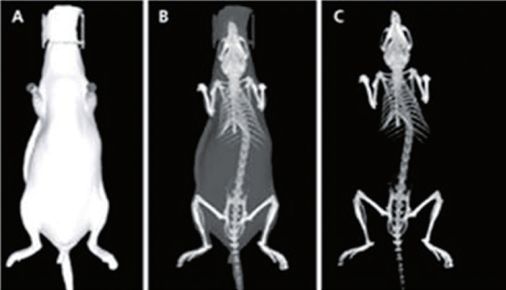 图7 小鼠micro ct图8 小动物活体荧光技术实验动物微创技术外科手术是