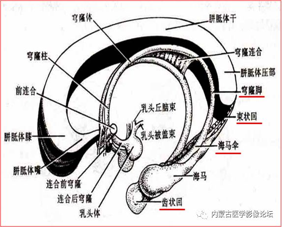 头颅海马的解剖结构图图片