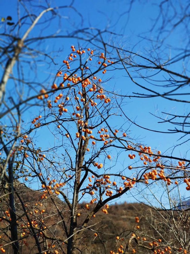 老屋已經荒廢在山裡了,屋後有幾棵柿子樹