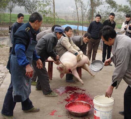 惠安高级中学杀猪图片