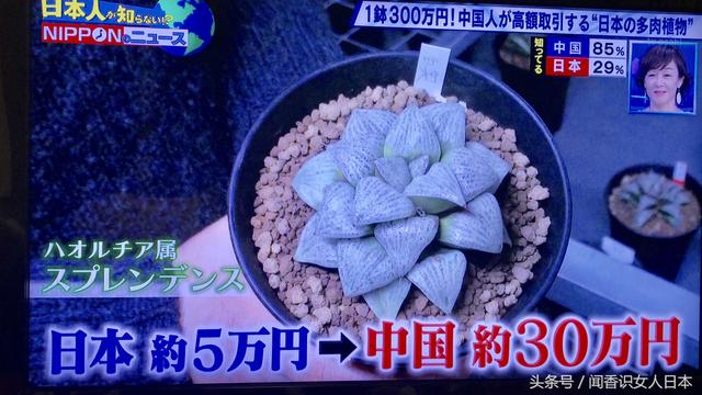 中国人最近流行来日本买多肉植物12卷属又名瓦苇属 回国高额卖出