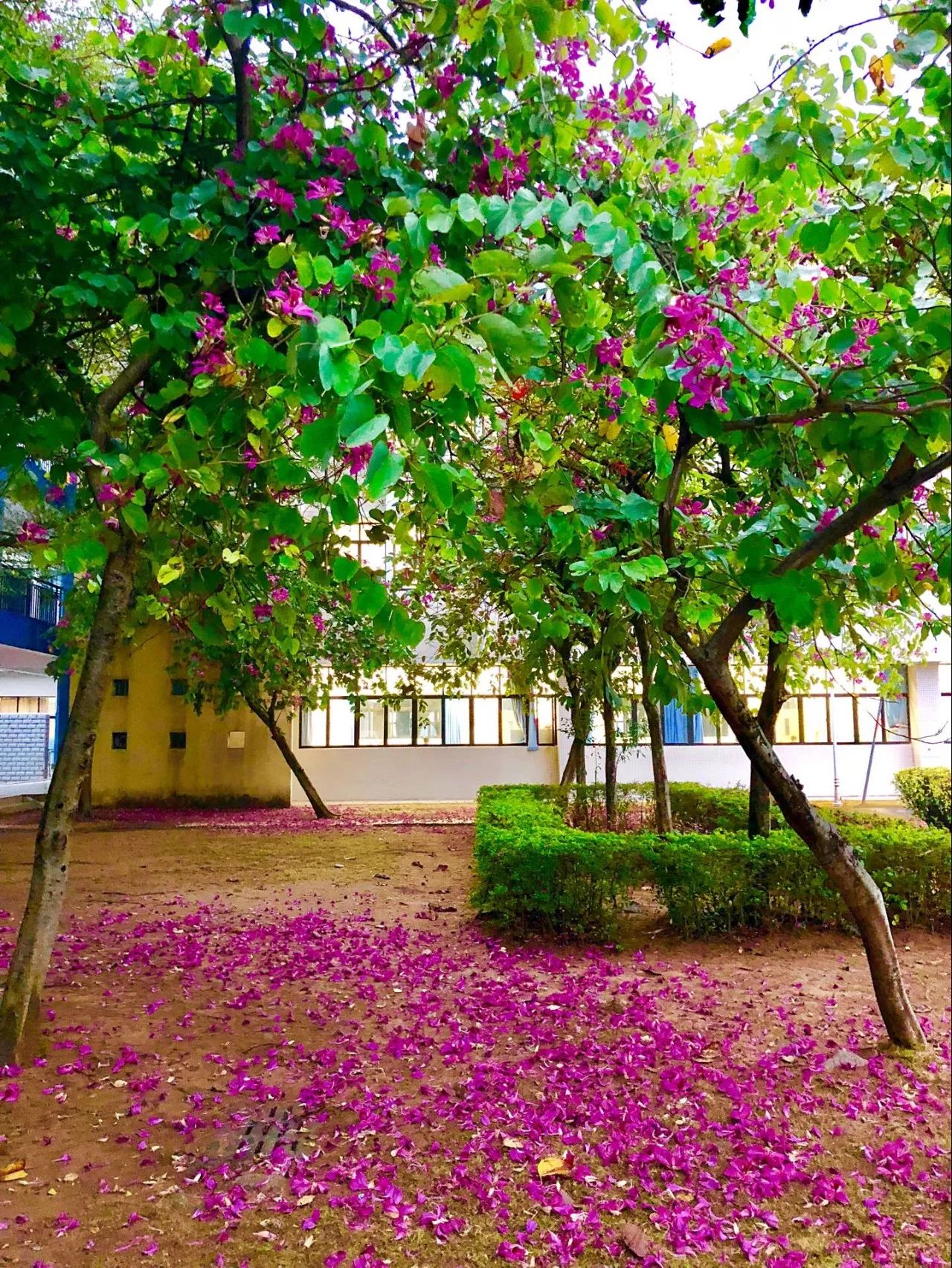 美醉珠海驚現紫荊花雨剎那芳華美豔寒冬