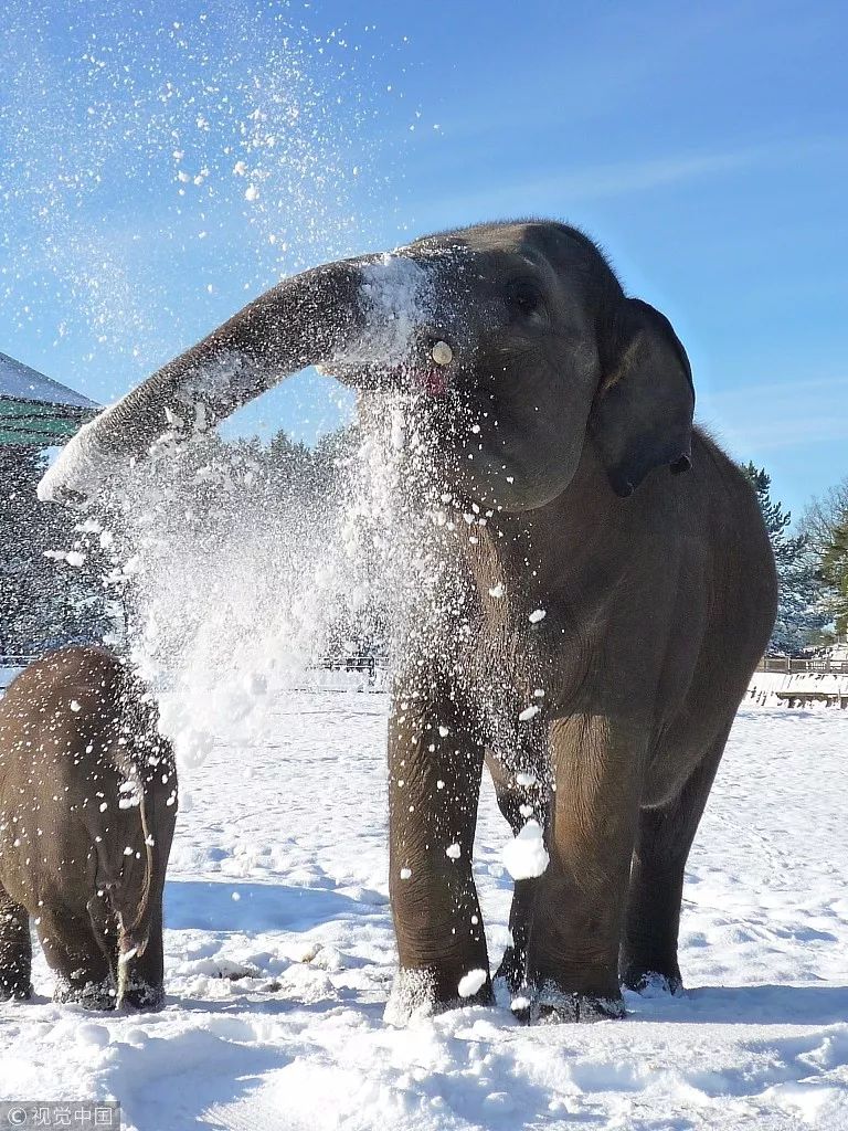 动物园两只大象在打雪仗