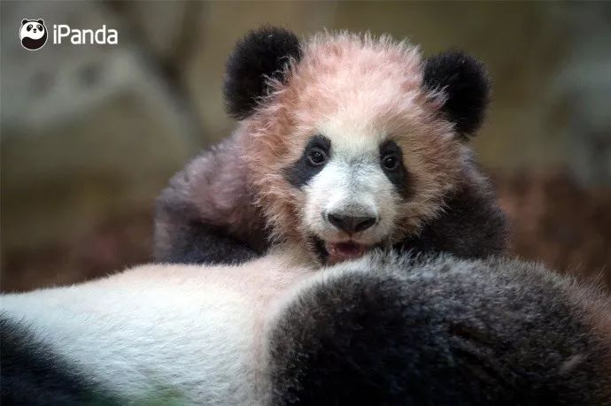 旅法大熊猫圆梦正式公开亮相