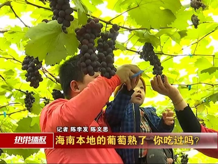 海南本地葡萄"上线"啦,采摘走起!