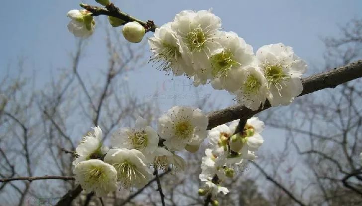 黃梅戲《梅花吟》配梅花圖,太美了,沁人心脾!